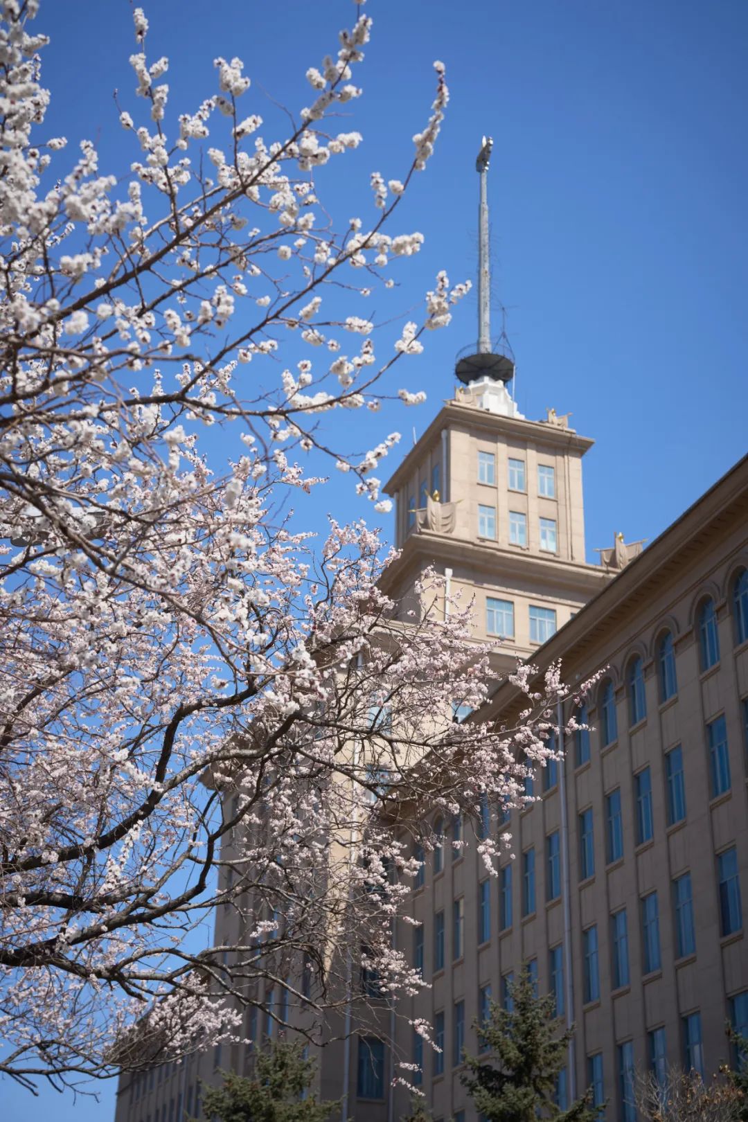 这就是,哈工大!_澎湃号·政务_澎湃新闻-the paper