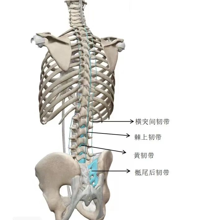 腰部韧带位置图图片