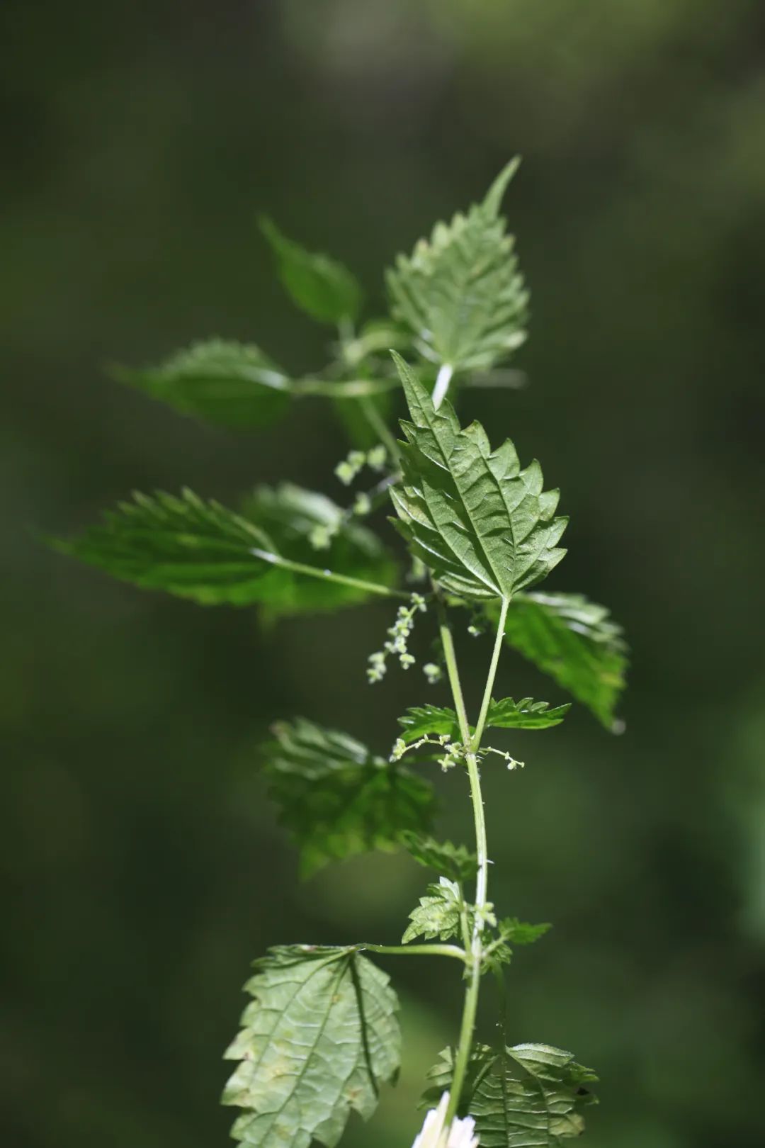 花叶荨麻图片