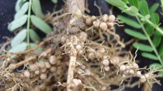 豆类植物根上的小疙瘩是什么？它们有什么作用？
