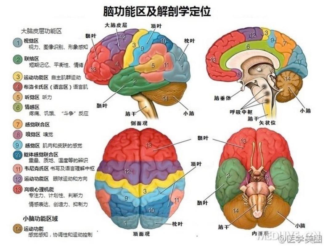 鸡娃尽头竟是脑科学?焦虑的爸妈对孩子的前额叶下手了