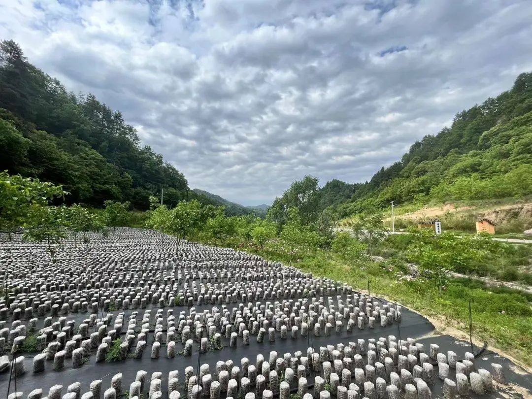 柞水木耳小镇图片