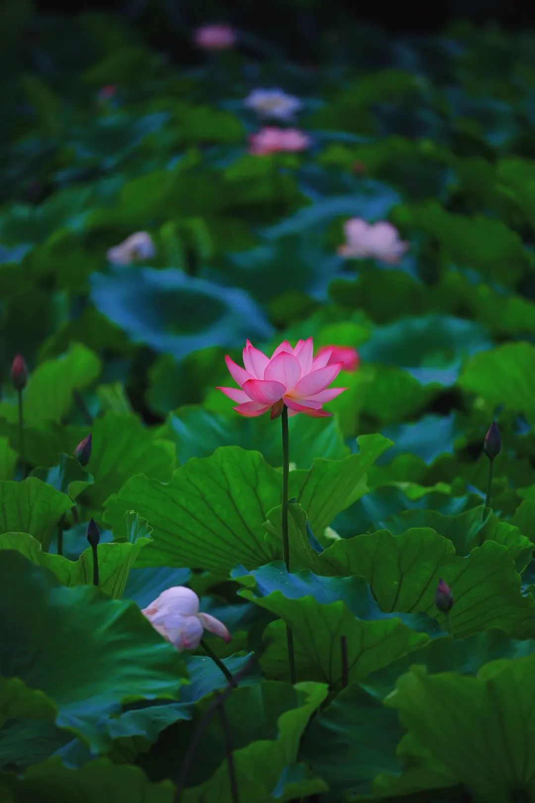 普洱这一池荷花盛开 美若仙境