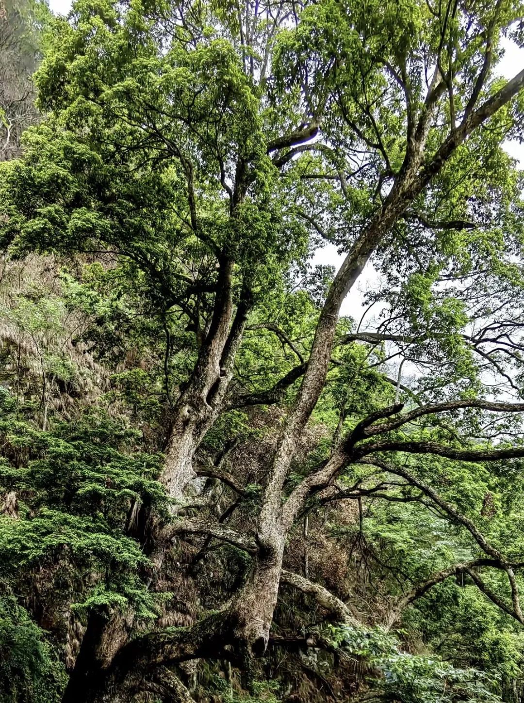 实属罕见！贵州发现千年金丝楠木，树龄超1300年，堪称亚洲楠木王_思南县