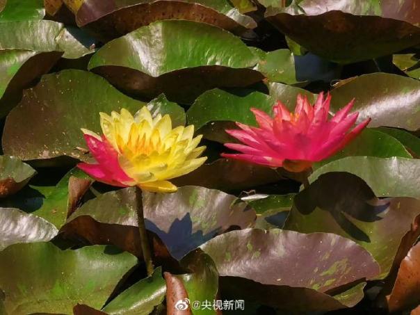 肥皂菌丨珉珉的猫咪_贵州6人吃野生菌4人被送云南抢救_云南野生大红菌