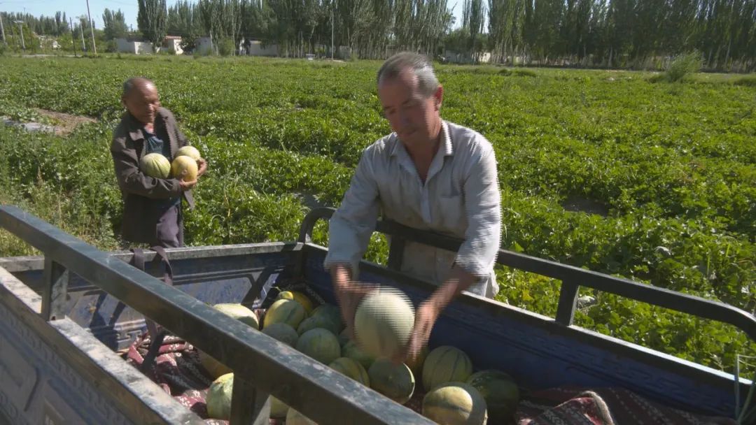 喀什市阿克喀什乡2000余亩双膜瓜抢鲜上市