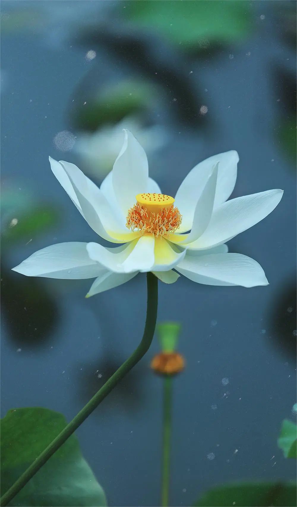 逐渐盛开一键收藏,赏荷去63西埂莲乡门票大门票免费荷博园30元/人地