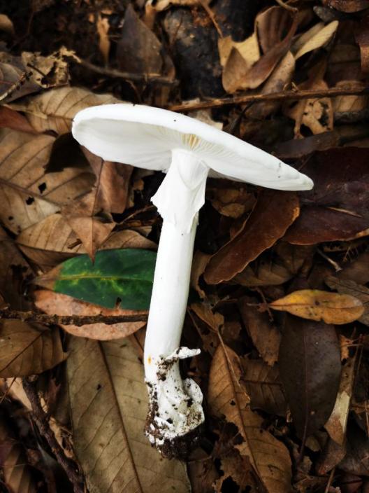 警惕!近期已发生多起!深圳疾控紧急提醒→