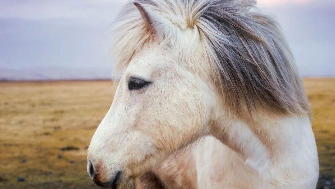 经常看到马的耳朵摆动，但你知道马想表达什么吗？