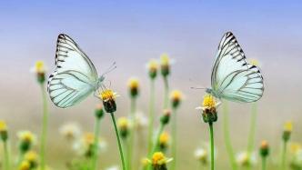 为什么蝴蝶的翅膀绚丽多彩？