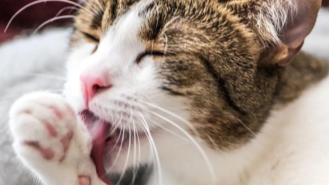 为什么猫咪爱舔毛？