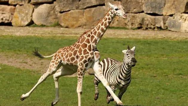 斑马为什么喜欢和长颈鹿生活在一起