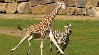 斑马为什么喜欢和长颈鹿生活在一起