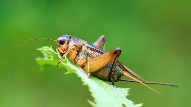 蟋蟀的鸣叫声是怎么产生的？