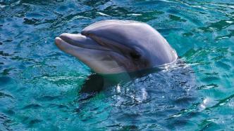 为什么海豚的皮肤会变色？