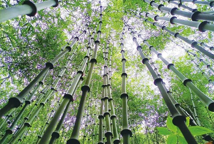 大关:盘活生态资源推进宜人美丽家园建设