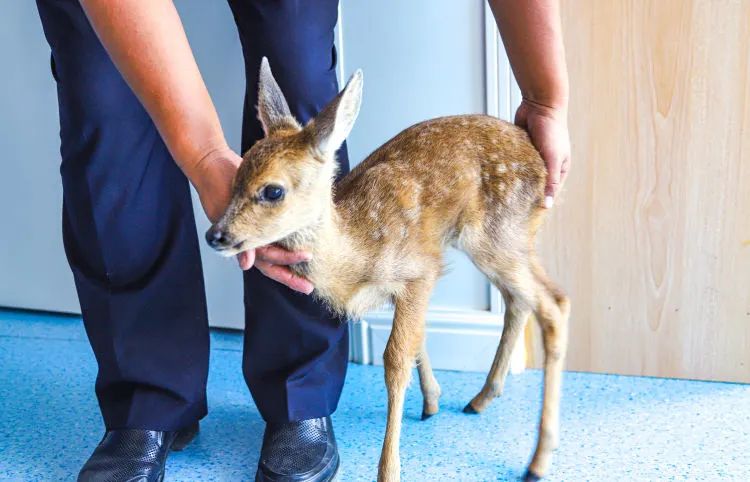 为确保马鹿幼崽安全,民警将马鹿幼崽带回单位进行喂养,照料,待其具备