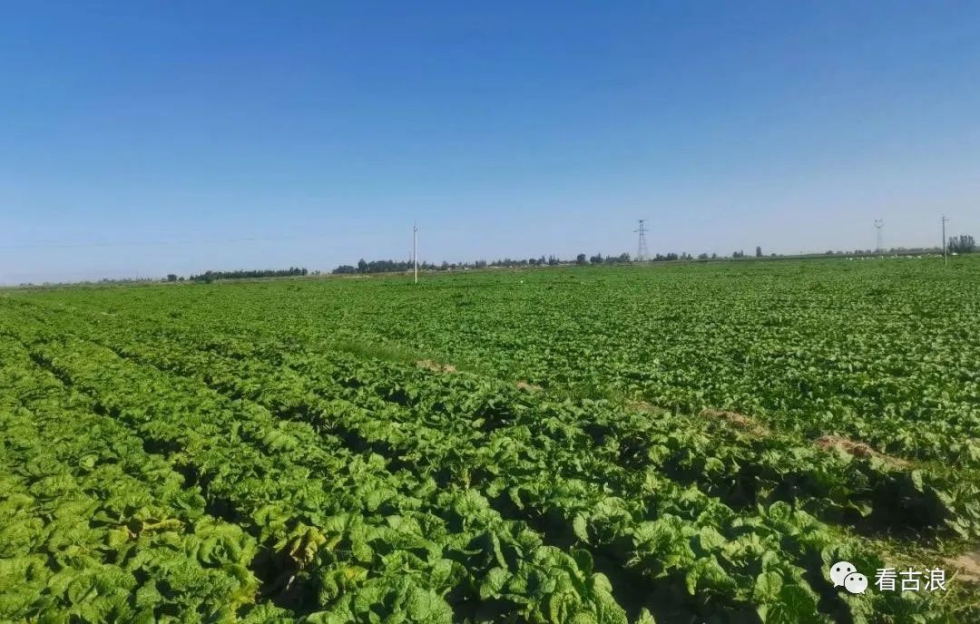 定宁镇万亩露地蔬菜丰收了!