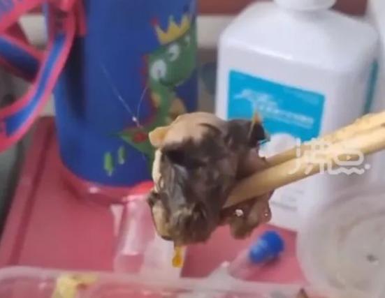 惊恐鼠和惊恐猫情头_官方：重庆一医院食堂异物确为鼠头_龙鼠白玉堂入宫为妃