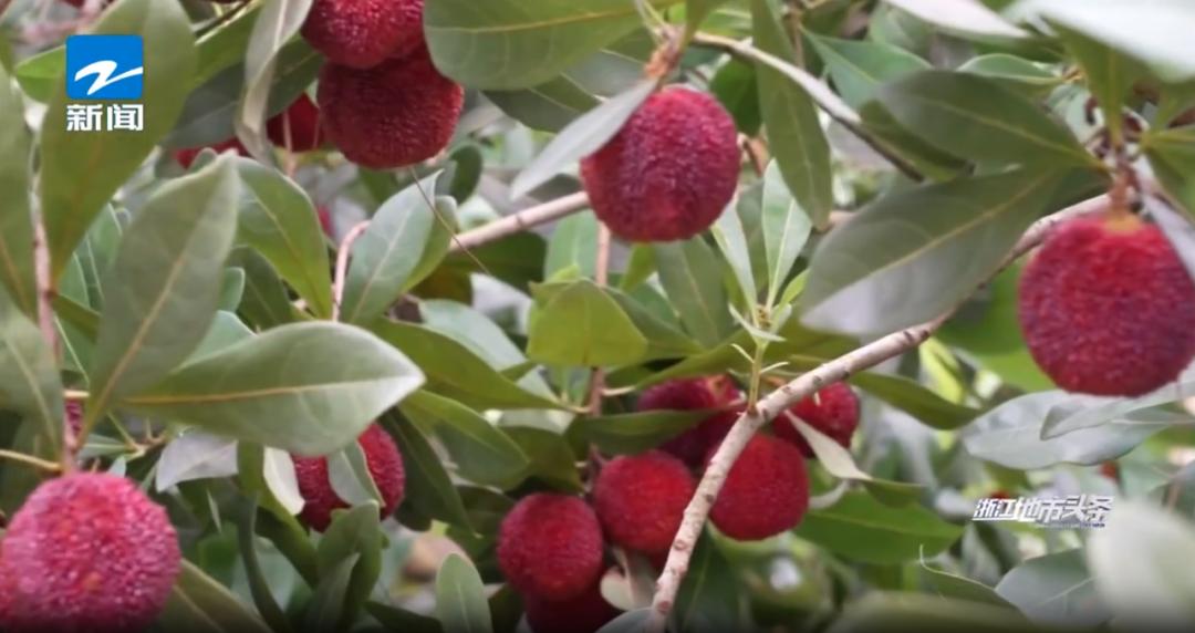 聚焦高山杨梅,仙居这家巾帼农创基地被省级媒体报道!