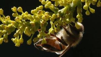 中华蜂对于人类自然栖息地的价值 | 周道生态文明（第238讲）