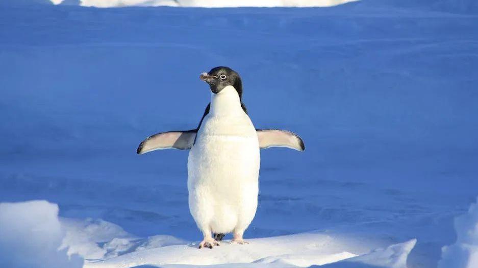 为什么北极没有企鹅？揭开企鹅的分布之谜