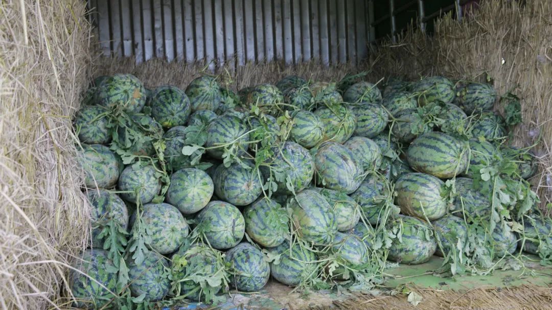 甜得路都没见柳城本地西瓜集中上市啦
