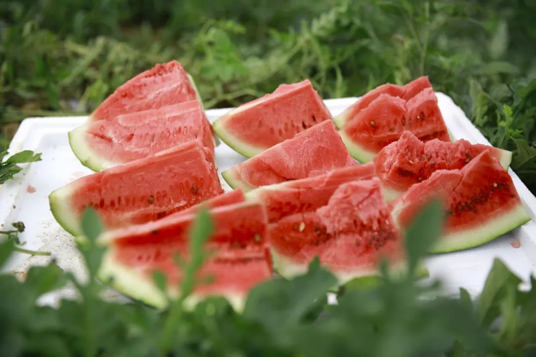 甜得路都没见柳城本地西瓜集中上市啦