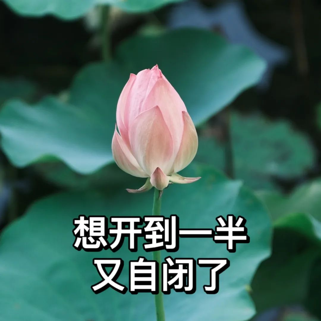 荷花表情包小布这就送大家一套又好玩又好看的或者还会p上"知足常乐""