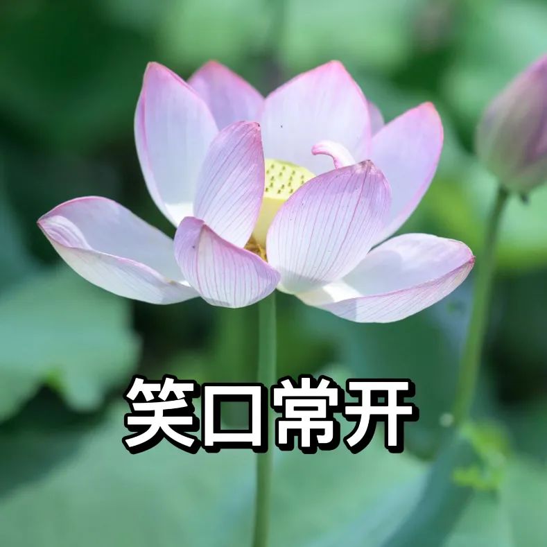 荷花表情包小布这就送大家一套又好玩又好看的或者还会p上"知足常乐""