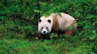 四川大熊猫和秦岭大熊猫的异同点