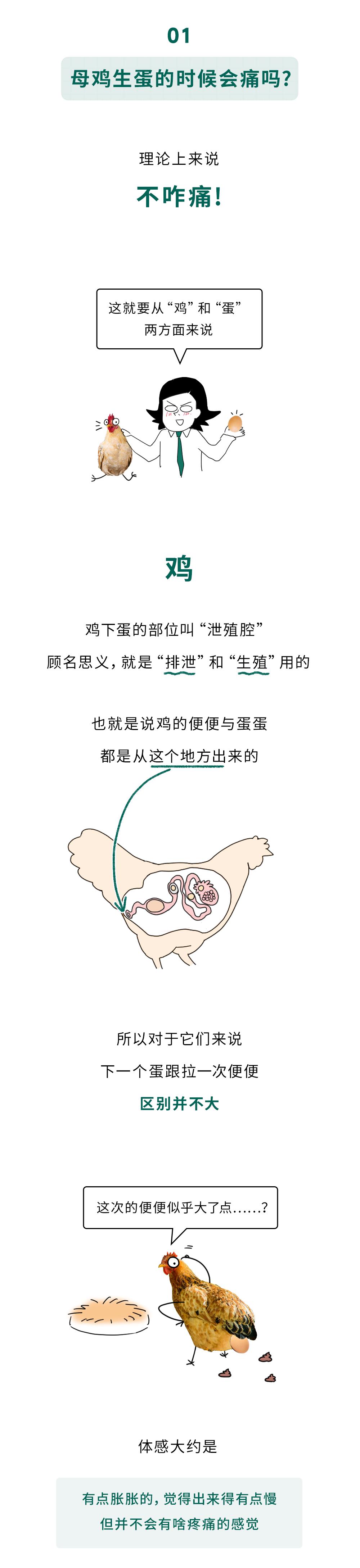 为啥干母鸡会拉屎图片