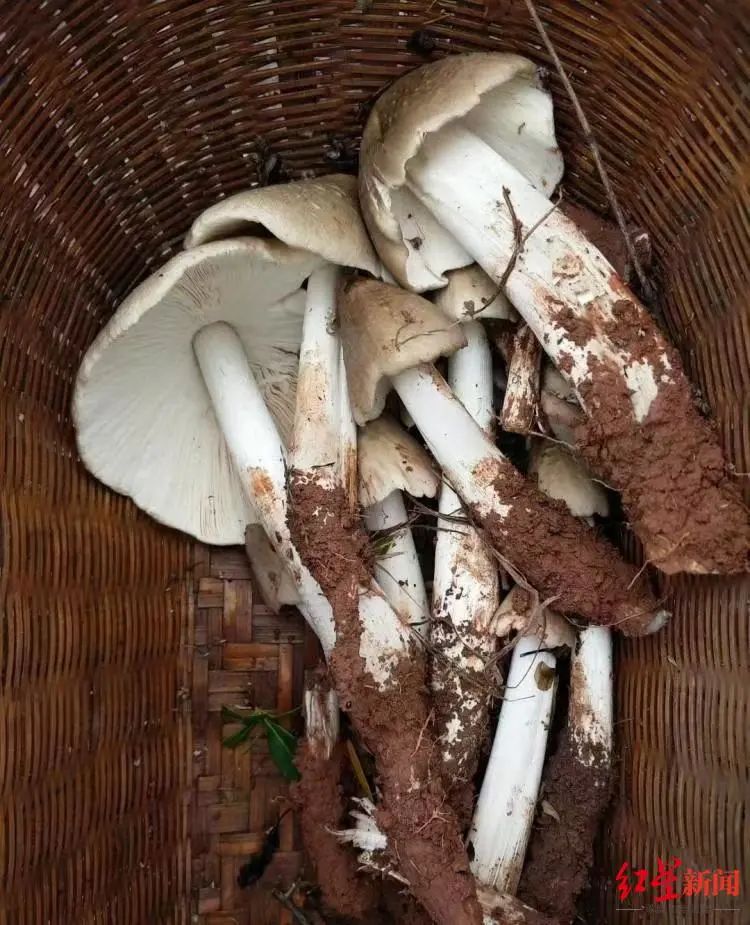 鸡枞产量_鸡枞上市时间_鸡枞菌十年涨价逾十倍