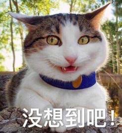 日本蜜瓜代购_商家回应一片蜜瓜138元：日本进口_日本蜜瓜可以进口吗