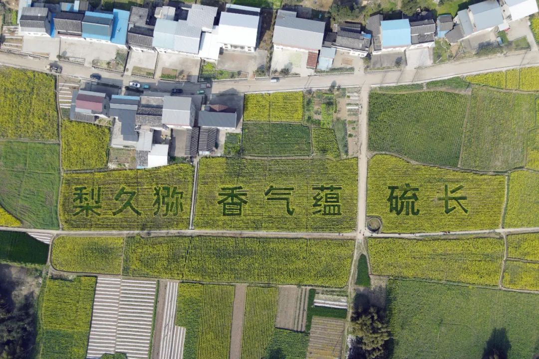 助推乡村振兴步伐_党建引领振兴乡村谱新篇_乡村振兴靠队伍