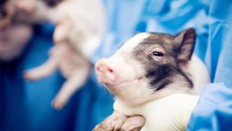 跨物种心脏移植，为什么要选猪？