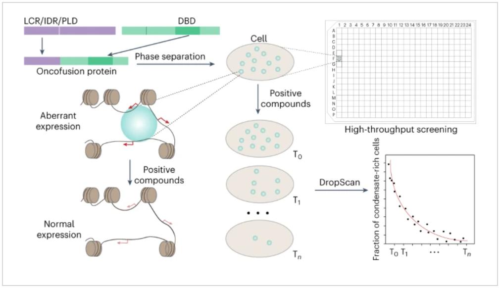 Nature子刊：李丕龙团队开发相分离药物筛选平台，用于癌症治疗