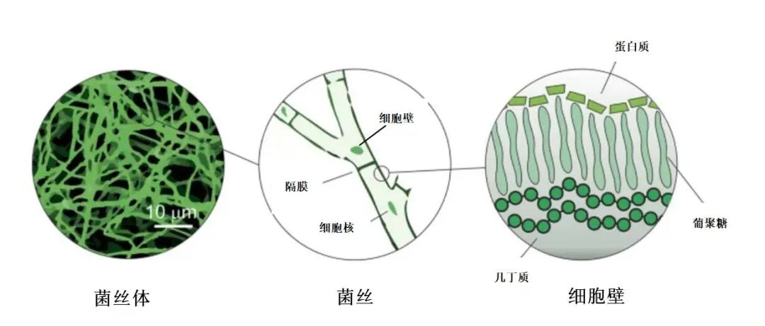 蘑菇子实体形态结构图图片