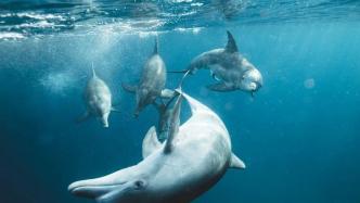 海豚是怎么生宝宝的？探索海豚的奇妙生育之旅