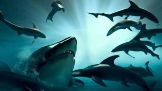 海豚为什么是鲨鱼的克星？