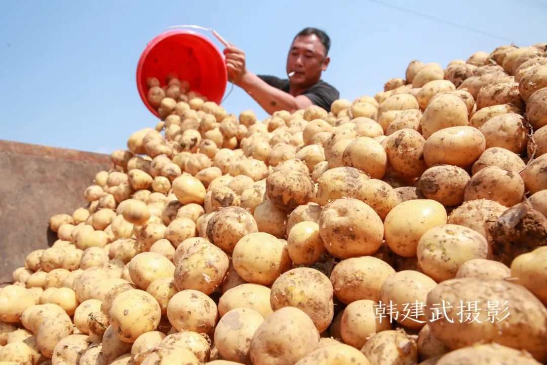引进高产套餐新产品 土豆种植喜获大丰收_澎湃号·政务_澎湃新闻-the