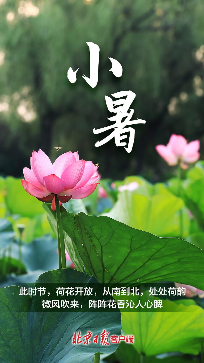 今日小暑!伏天逼近,盛夏开启_澎湃号·政务_澎湃新闻-the paper