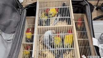 28只玫瑰鹦鹉被截获，宠物市场如何驱动全球非法野生动物贸易？