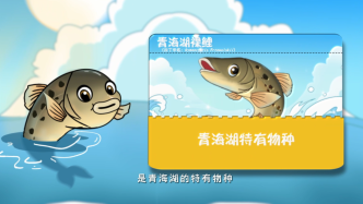 没有鳞片的鲤鱼你见过吗？一条视频带你揭秘青海湖裸鲤那些事