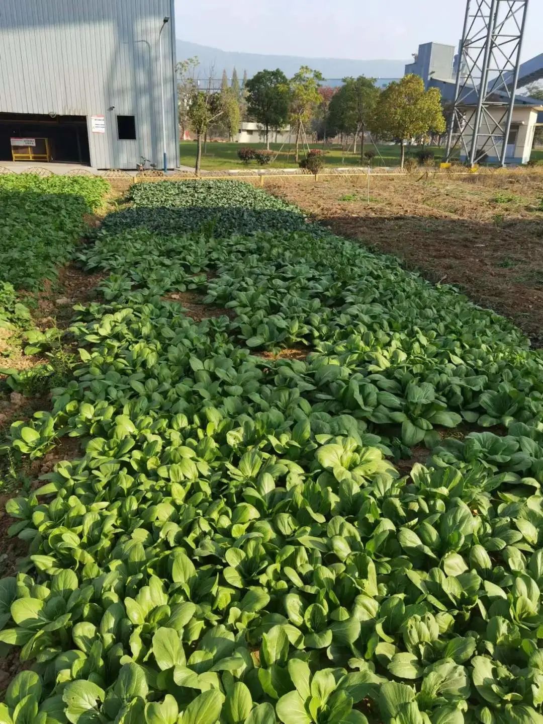 绿色发展 | 南方水泥工厂内的"开心农场"