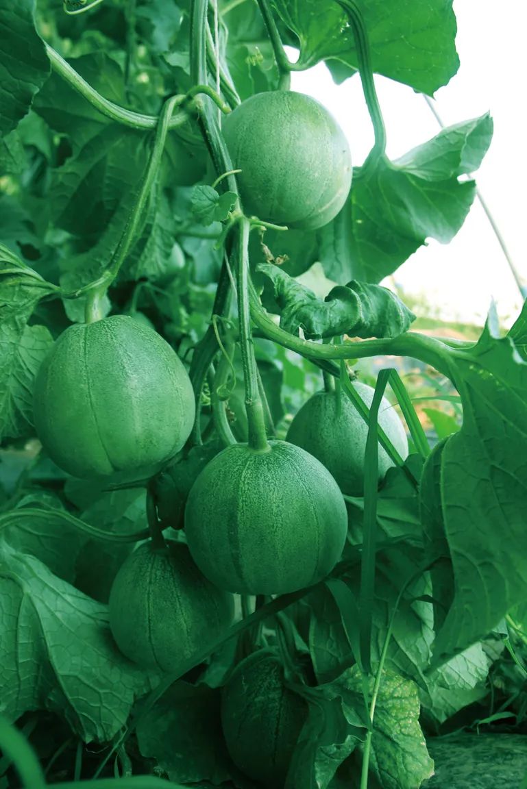 坐神舟飞船上过太空的食物啥味啊?真香!