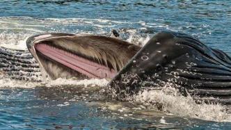蓝鲸的舌头有多重？你可能想不到，它竟然和一辆汽车一样重