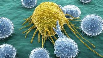 谷氨酰胺让免疫细胞打赢癌细胞