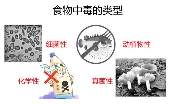 “毒”从口入!食物中毒危害大,你了解吗?