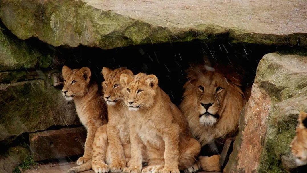 在狮子家庭里，爸爸先吃饱，妈妈和宝宝才能吃饭？